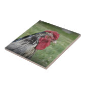 家禽の顔 タイル (側面)