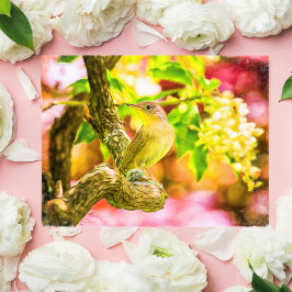 家色彩の鮮やかウォレン鳥はがき ポストカード