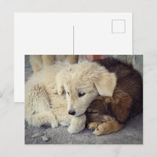 寂しい子犬が二人 ポストカード (正面/裏面)