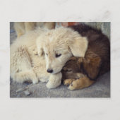 寂しい子犬が二人 ポストカード (正面)