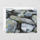 寂しい山花のはがき ポストカード (正面/裏面)