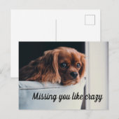 寂しくて仕方ないかわいい子犬 ポストカード (正面/裏面)