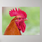 寄り添う鶏 ポスター (正面)