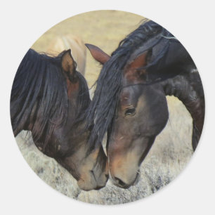 寄り添っているブラウンの2頭の野生の馬 ラウンドシール