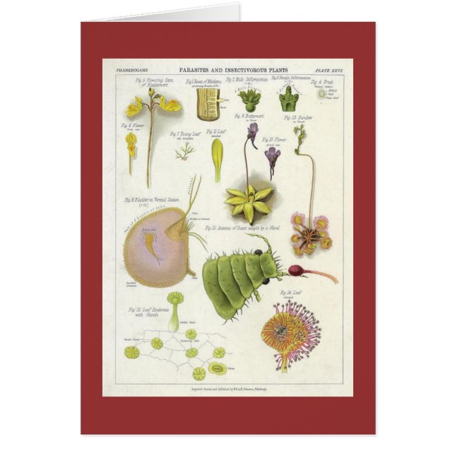 寄生及び食虫植物 (正面)