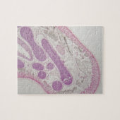 寄生線虫みみず(Ascaris sp。) ジグソーパズル (横)