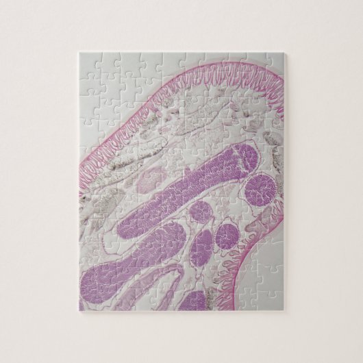 寄生線虫みみず(Ascaris sp。) ジグソーパズル (縦)