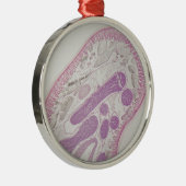 寄生線虫みみず(Ascaris sp。) メタルオーナメント (右)