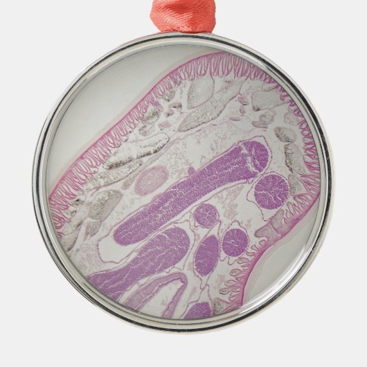 寄生線虫みみず(Ascaris sp。) メタルオーナメント (正面)