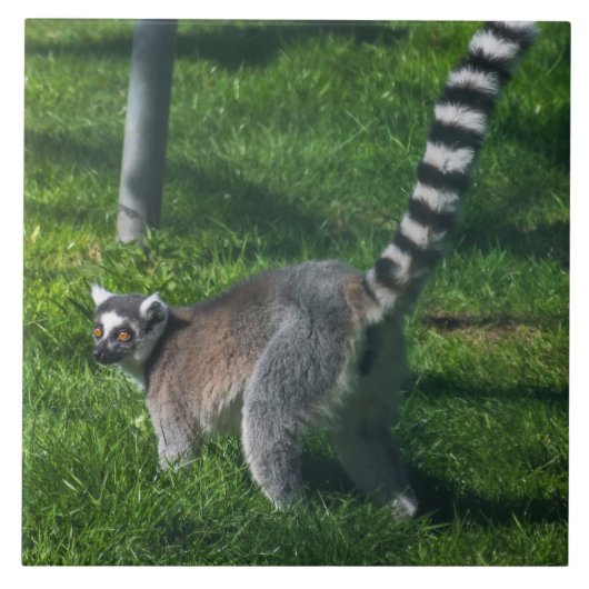 密集陶磁器タイルを上に立ち上げる タイル (正面)