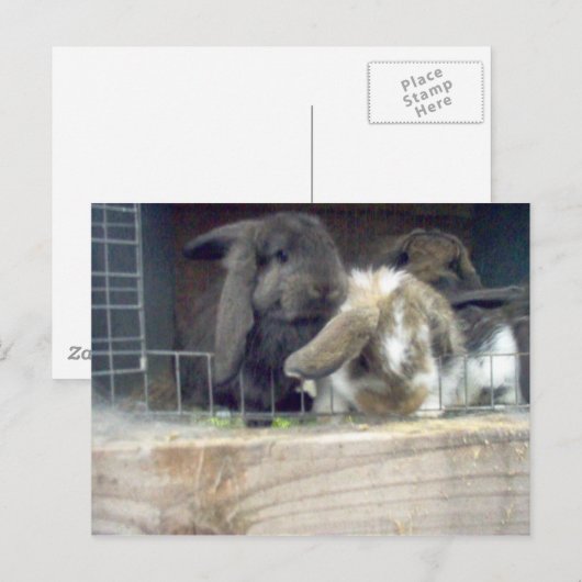 寛大さ ポストカード (正面/裏面)