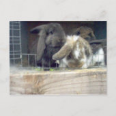 寛大さ ポストカード (正面)