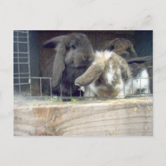 寛大さ ポストカード (正面)