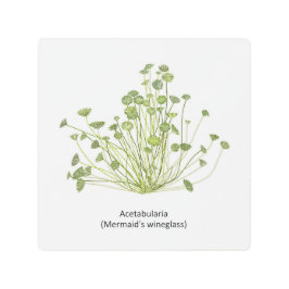 寛骨臼（人魚のワイングラス）手描き メタルプリント