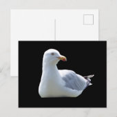 寝そべるカモメ ポストカード (正面/裏面)