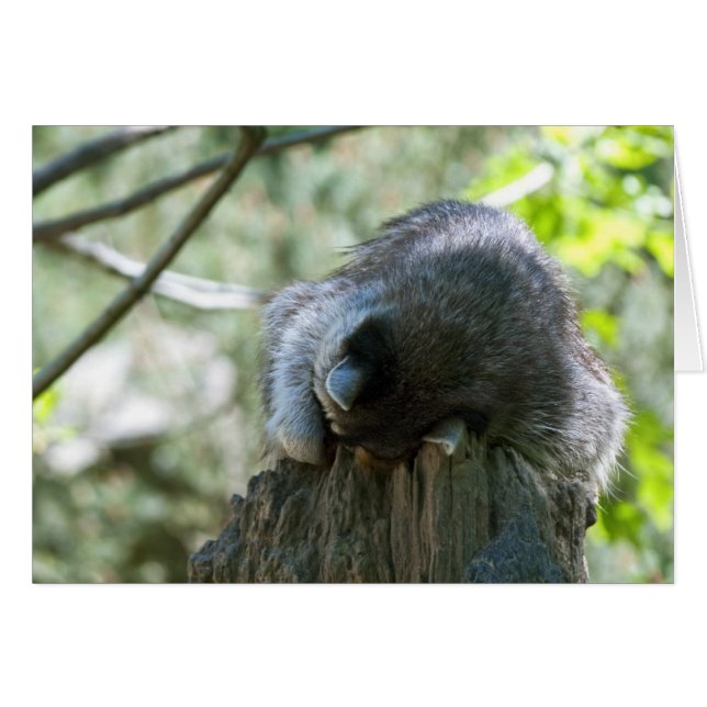 寝ているアライグマグリーティングカード (正面横)
