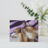 寝ているチワワ ポストカード (スタンド正面)