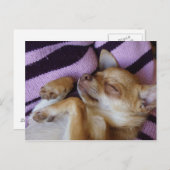 寝ているチワワ ポストカード (正面/裏面)