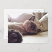 寝ている猫ちゃんを寝かせる ポストカード (正面/裏面)