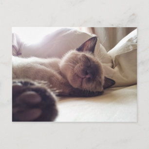寝ている猫ちゃんを寝かせる ポストカード