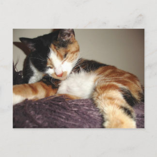 寝てる?いや目を閉じてるだけだ! ポストカード