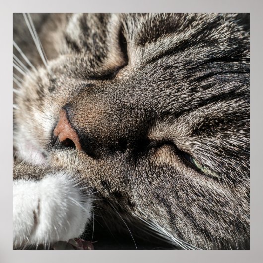 寝台猫 ポスター (正面)