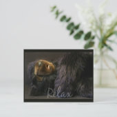 寝熊リラックス付きポストカード ポストカード (スタンド正面)