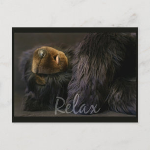 寝熊リラックス付きポストカード ポストカード