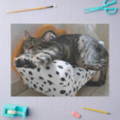 寝猫ティッシュペーパー 薄葉紙 (クラフト)