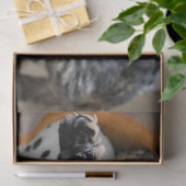 寝猫ティッシュペーパー 薄葉紙 (ギフト)