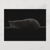 寝猫写真 ポストカード (正面)