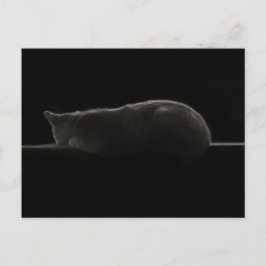寝猫写真 ポストカード