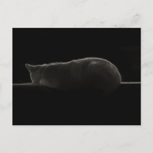 寝猫写真 ポストカード (正面)