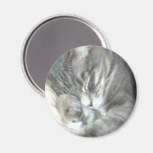 寝猫磁石 マグネット (正面/裏面)