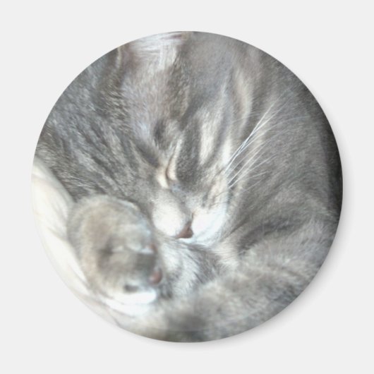 寝猫磁石 マグネット (正面)