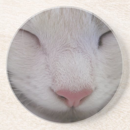 寝猫 コースター (正面)