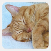 寝猫 スクエアシール (正面)