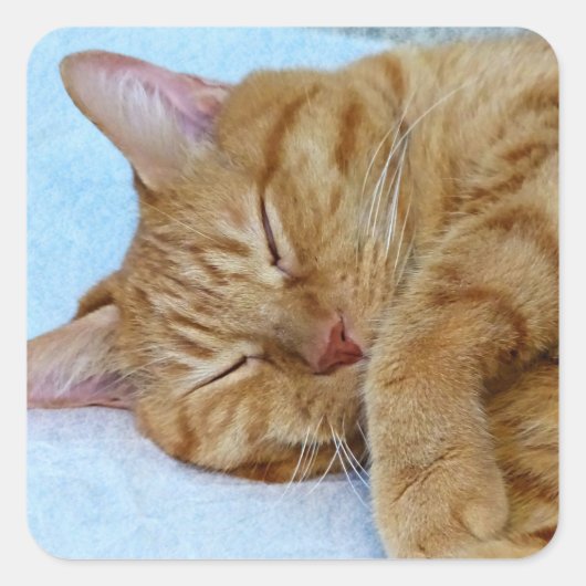 寝猫 スクエアシール (正面)