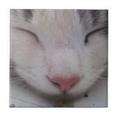 寝猫 タイル (正面)