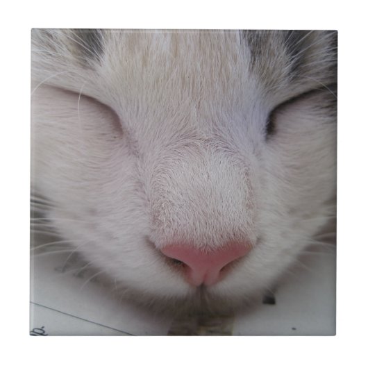 寝猫 タイル (正面)