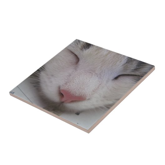 寝猫 タイル (側面)