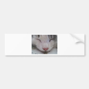 寝猫 バンパーステッカー