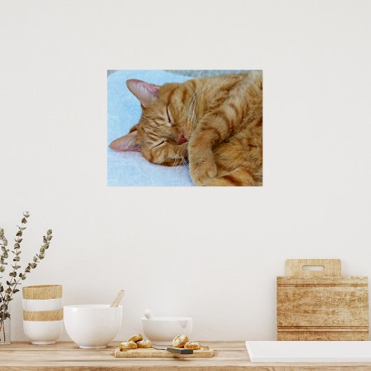 寝猫 ポスター (キッチン)