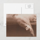 寝猫 ポストカード (正面/裏面)