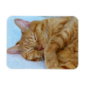寝猫 マグネット (横)