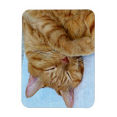 寝猫 マグネット (縦)