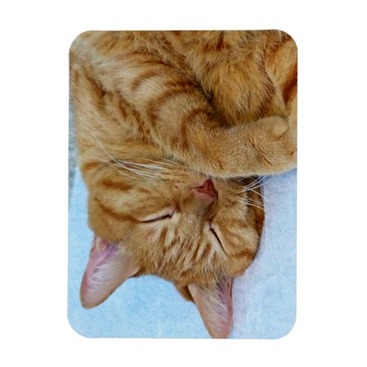 寝猫 マグネット (縦)