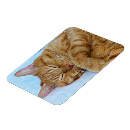寝猫 マグネット (左側)