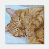 寝猫 マグネット (正面)