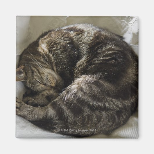 寝猫 マグネット (正面)